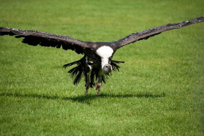 D3_2154 Ruppells Griffon Vulture.jpg