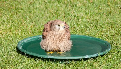 D3_2170 Red Tailed Hawk.jpg