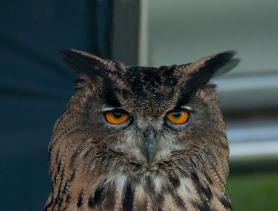 D3_2171 European Eagle Owl.jpg