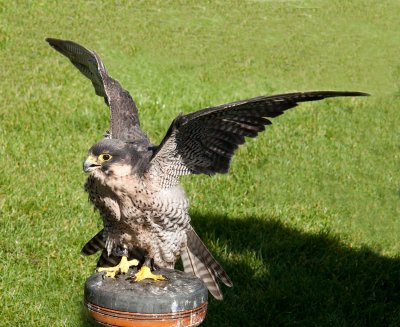 D3_2175 Peregrine Falcon.jpg