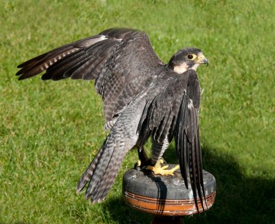 D3_2176 Peregrine Falcon.jpg