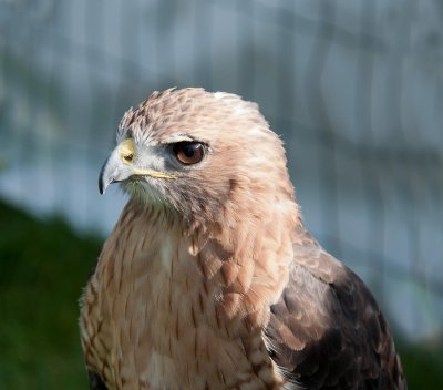 D3_2178 Red Tailed Hawk.jpg