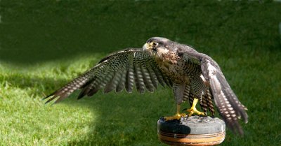 D3_2179 Peregrine Falcon.jpg