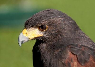 D3_2180 Harris Hawk.jpg