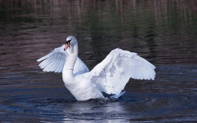 D3_2217 Adult Mute Swan.jpg