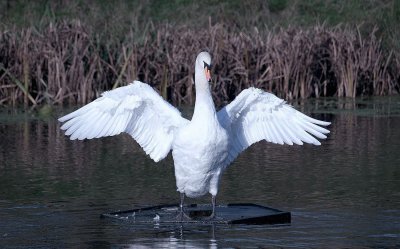 D3_2219 Adult Mute Swan.jpg