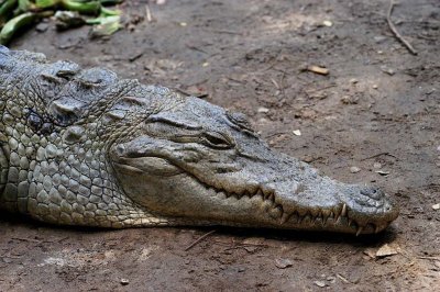 D1-413-Crocodile head.jpg