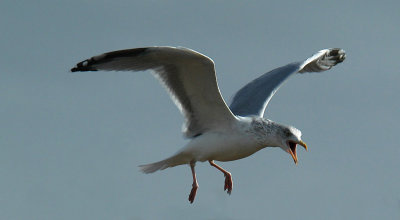 DSC_2452.jpg