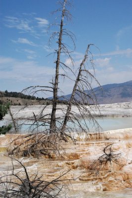 Mammoth Falls YNP 12.jpg