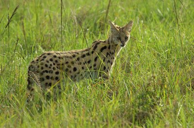 Serval Cat 1.jpg