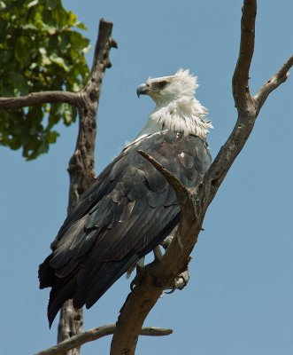 African Fish Eagle.jpg