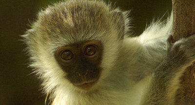 Vervet monkey.jpg