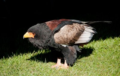 D3_2166 Bateleur Eagle.jpg