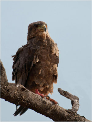 D3_0267 Young Bateleur Eagle