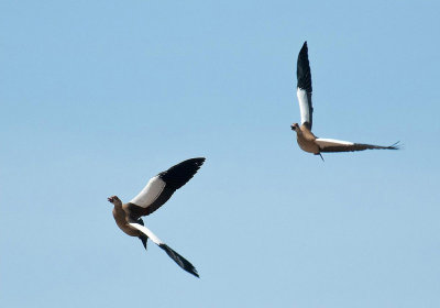 BIRDS IN FLIGHT