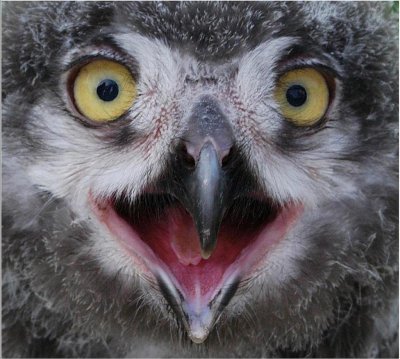 D100-032430707 Snowy Owl Chick.jpg