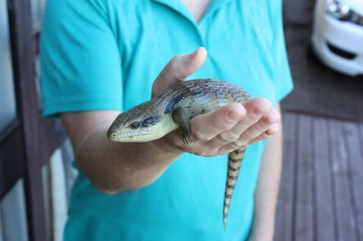 Blue-tongued Skink