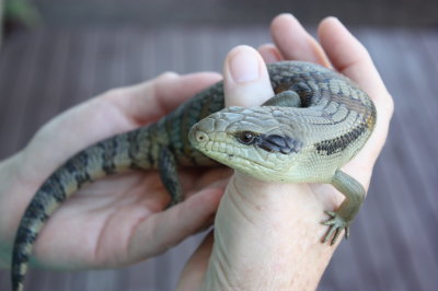 Blue-tongued Skink