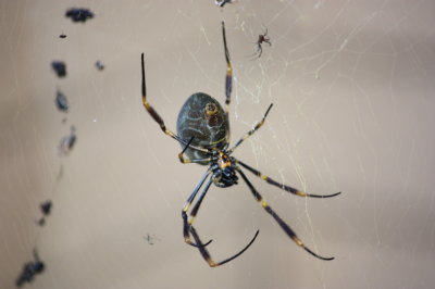 Orb-weaver Spider