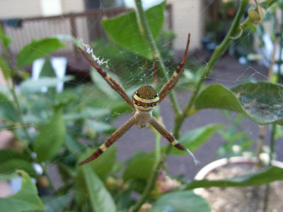 St. Andrews Cross Spider