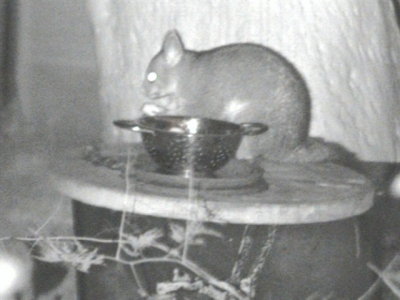Brush-tailed Possum