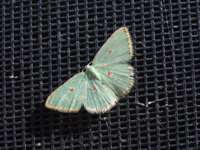 A Pretty Moth