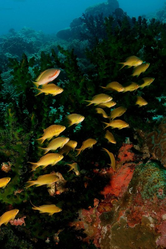 Anthias met Tubastrea micrantha.JPG