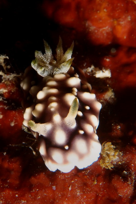 Chromodoris geometrica4.JPG