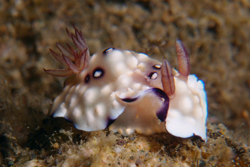 Chromodoris hintuanensis1.JPG