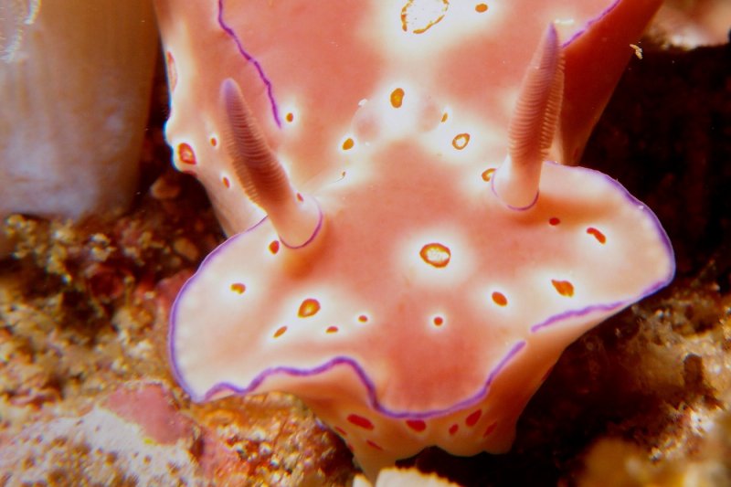 Ceratosoma trilobatum1.JPG