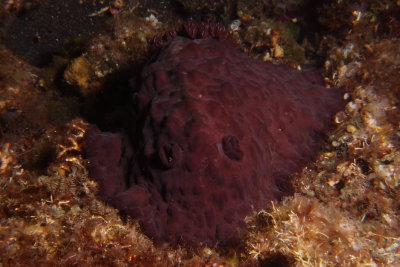 Asteronotis hepaticus1.JPG