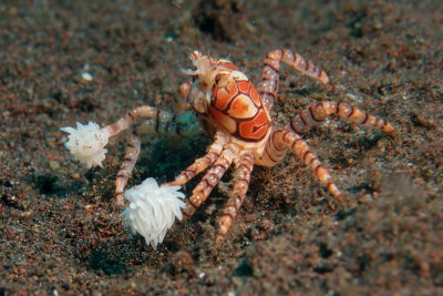 Boxer crab2.JPG