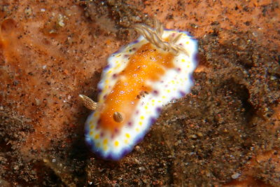 Chromodoris collingwoodi1.JPG