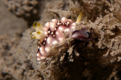 Chromodoris geometrica