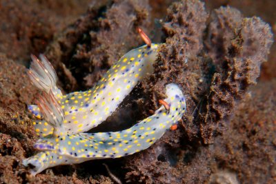 Hypselodoris kanga1.JPG