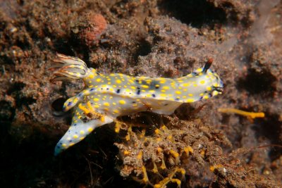 Hypselodoris kanga2.JPG