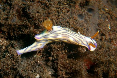 Hypselodoris nigrostriata1.JPG