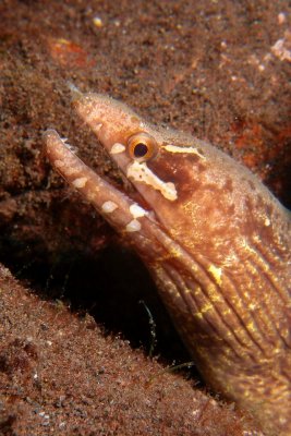 Murene4.JPG