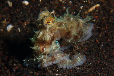 Octopus3.JPG