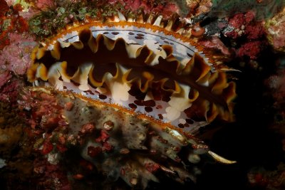 Oester1.JPG