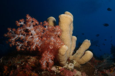 Zacht koraal met spons1.JPG