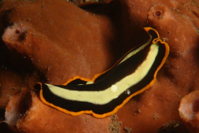 Platworm2.JPG