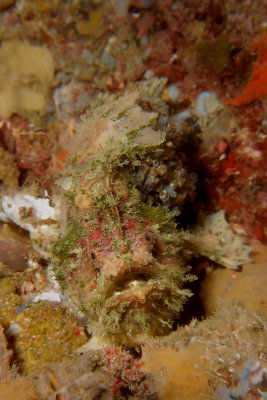 Frogfish with eggs1.JPG