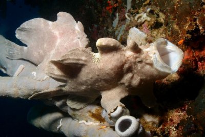 Frogfish yawning.JPG