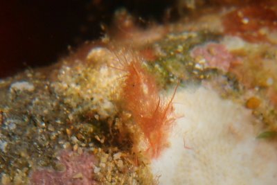 Hairy shrimp1.JPG