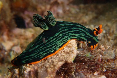 Nembrotha kubaryana1.JPG