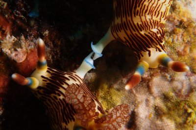 Nembrotha lineolata4.JPG