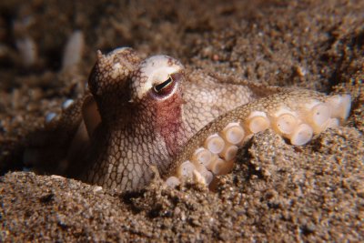 Octopus2.JPG