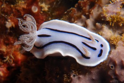 Chromodoris willani2.JPG