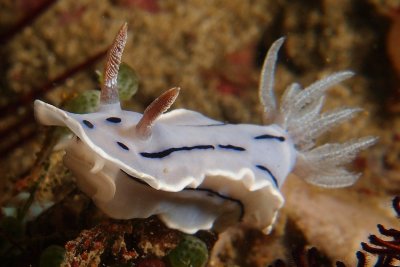 Chromodoris willani3.JPG